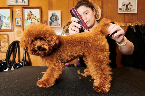 In the Dog Salon With Jess Rona