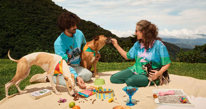 The Ultimate Guide to Traveling with Your Dog